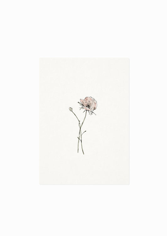 Kaart | Anemoon