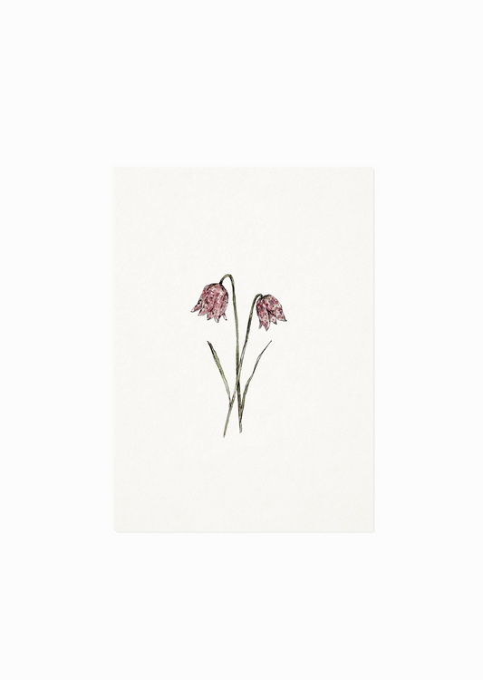 Kaart | Kievitsbloem